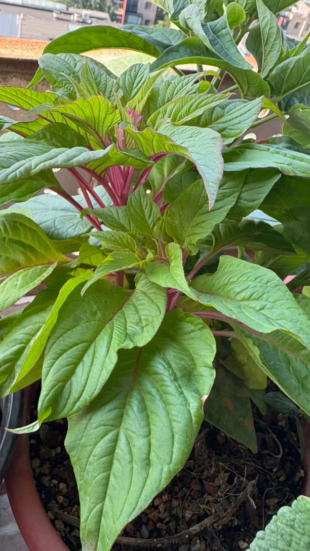 印象中鸡冠花秋季才开，没想到这才7月它就出花头了。 