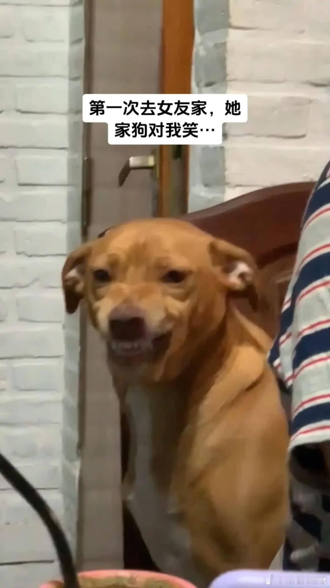 嘿嘿，小狗当面一套背后一套的萌宠宠物