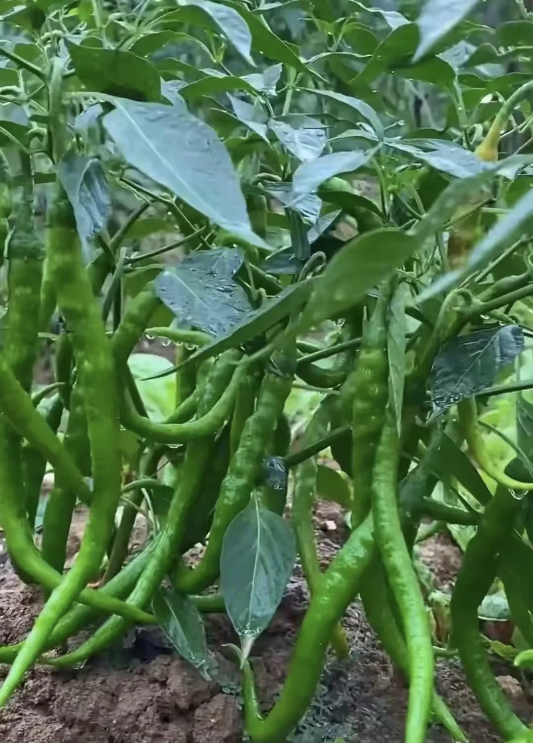 快问快答： 问，我媳妇和我妈吵起来了，我该帮谁