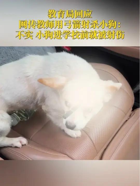 真相大白！小狗中箭事件反转，别再让老师背黑锅了！

最近，一则“高中老师用弓箭射