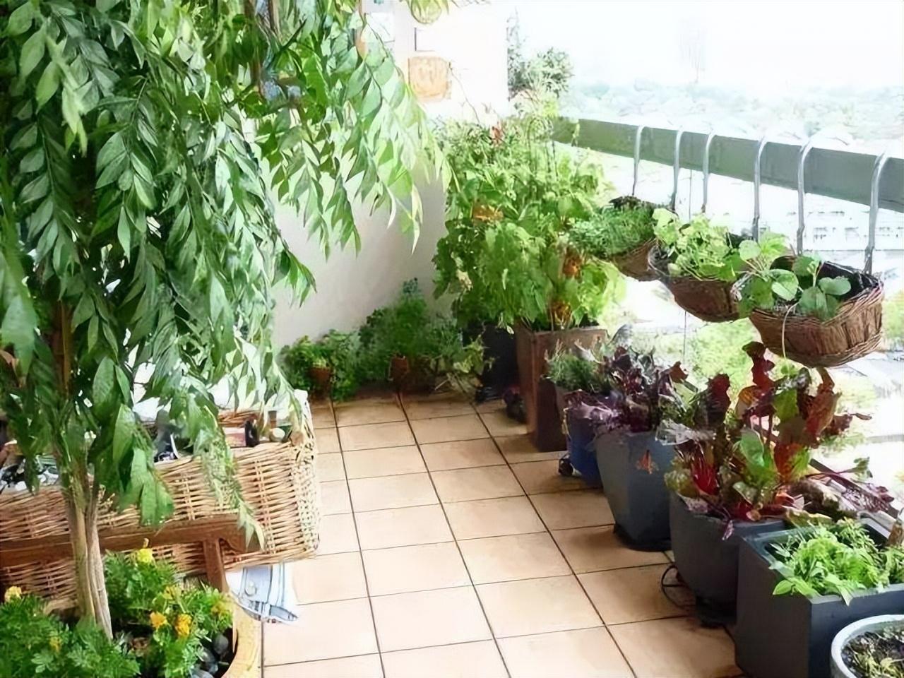 秋天是收获的季节，我在阳台种的蔬菜也迎来了采收季。

我爱养花，但养花的技术糟糕