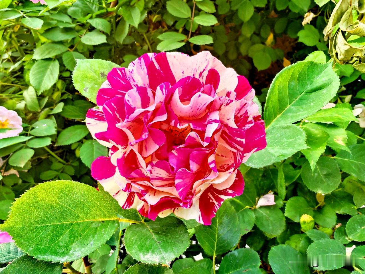 惊艳的多彩月季，绽放自然之美🌹💐🌸