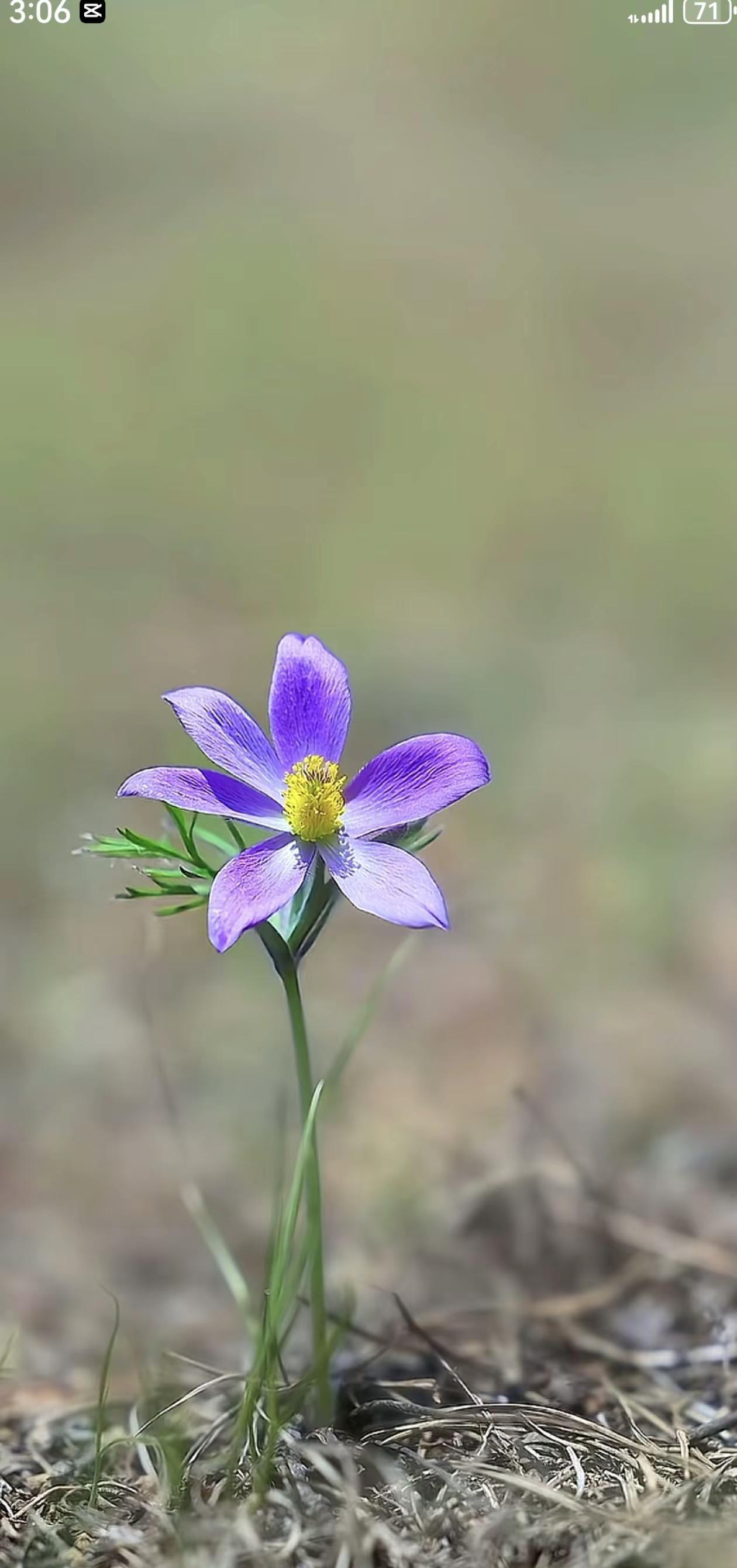 人间走一遭，恍如一梦。看春去秋来，几度枯荣。岁月无声，山河依旧，聚散皆是缘，起落