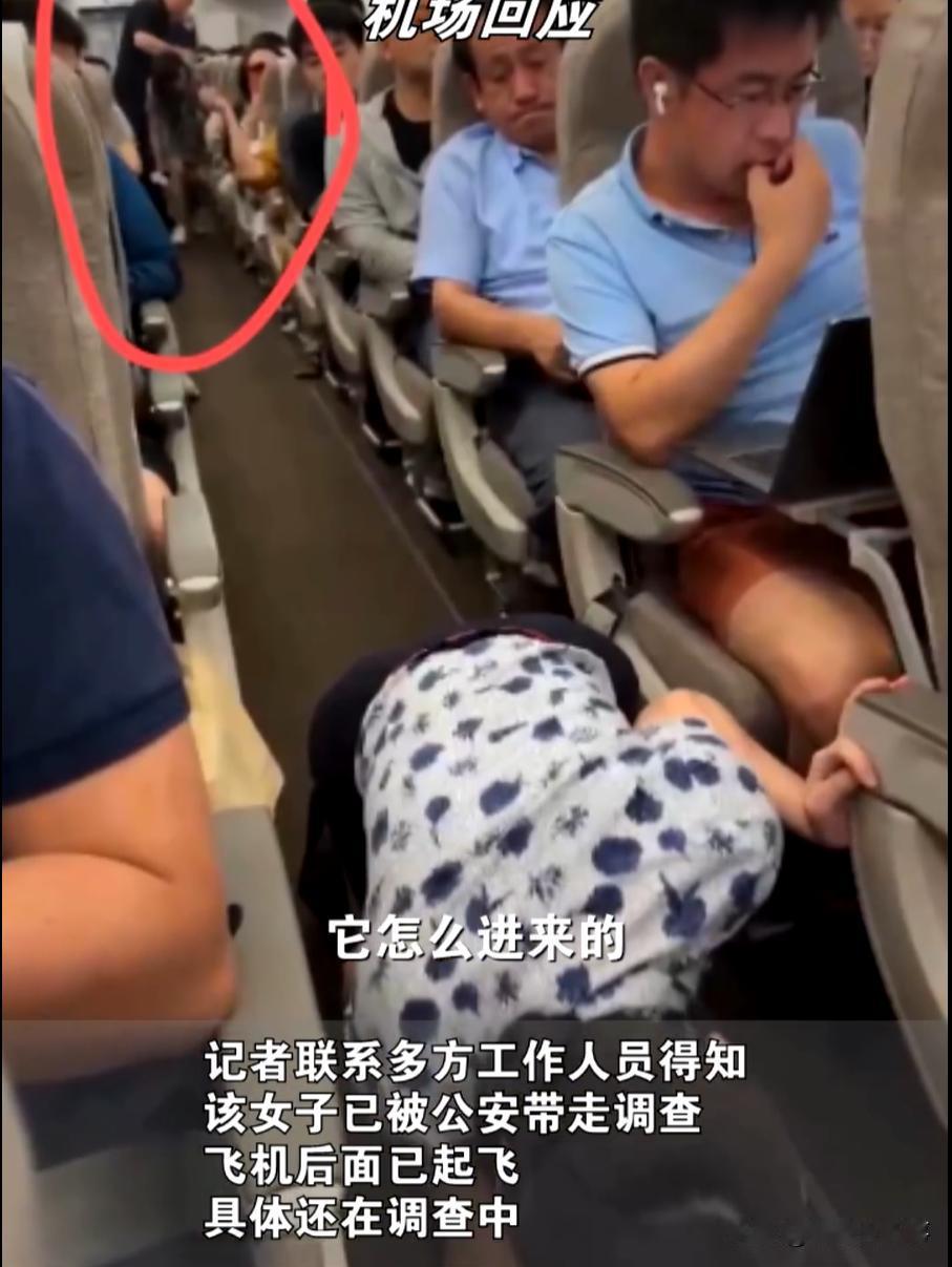 活久见！上海虹桥机场，一小仙女带着仓鼠上飞机，由于仓鼠逃跑，导致整个飞机的乘客全
