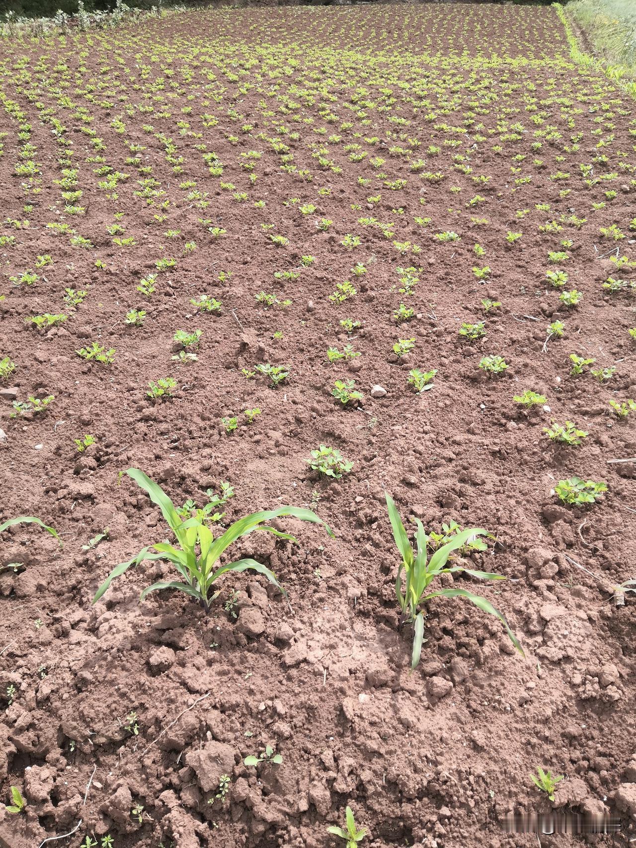 当地的村民又得正点着玉米，邻居们有的播种着花生，又得在插小秧苗，有的在管理着红薯