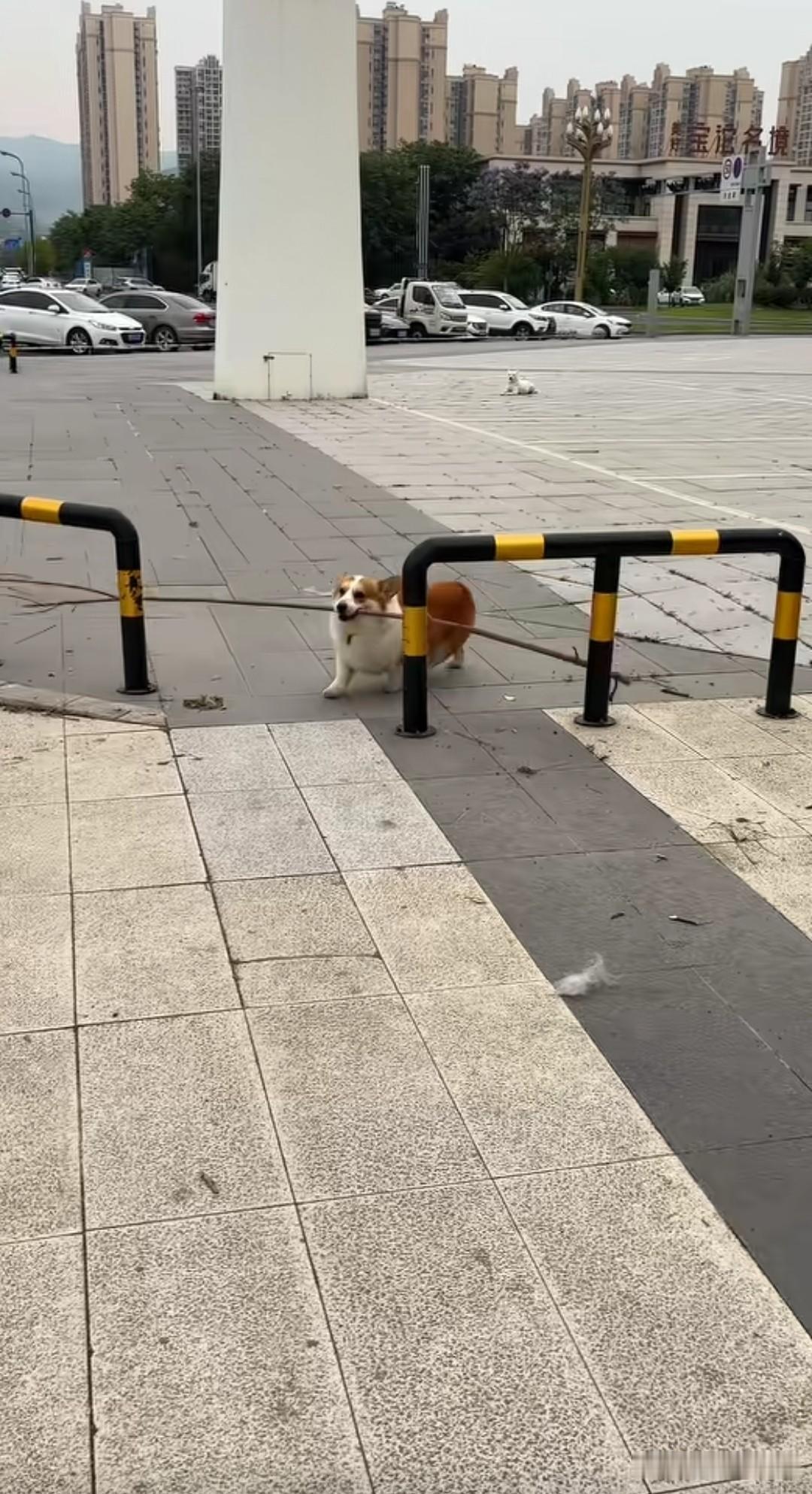 柯基犬试图把一根长长的木枝叼回来，然而大门横着，木枝根本无法进入。它尝试了两次后