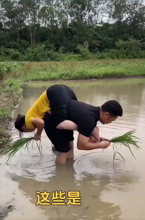 这样插秧，也真是绝了，一般人想不出来。