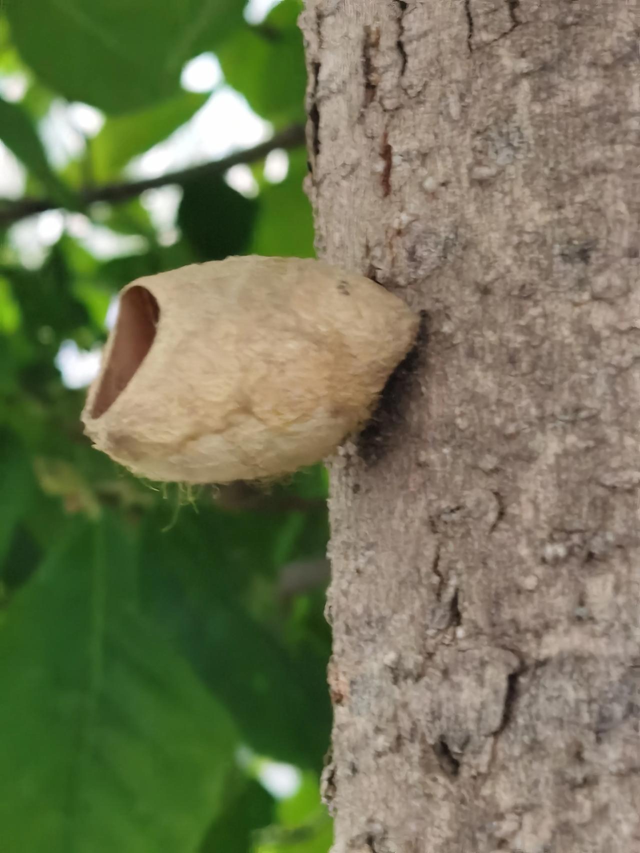 早晨上班，无意间发现小区的玉兰花树上有好些这样的东西，形似蚕茧，有一个开口，里面