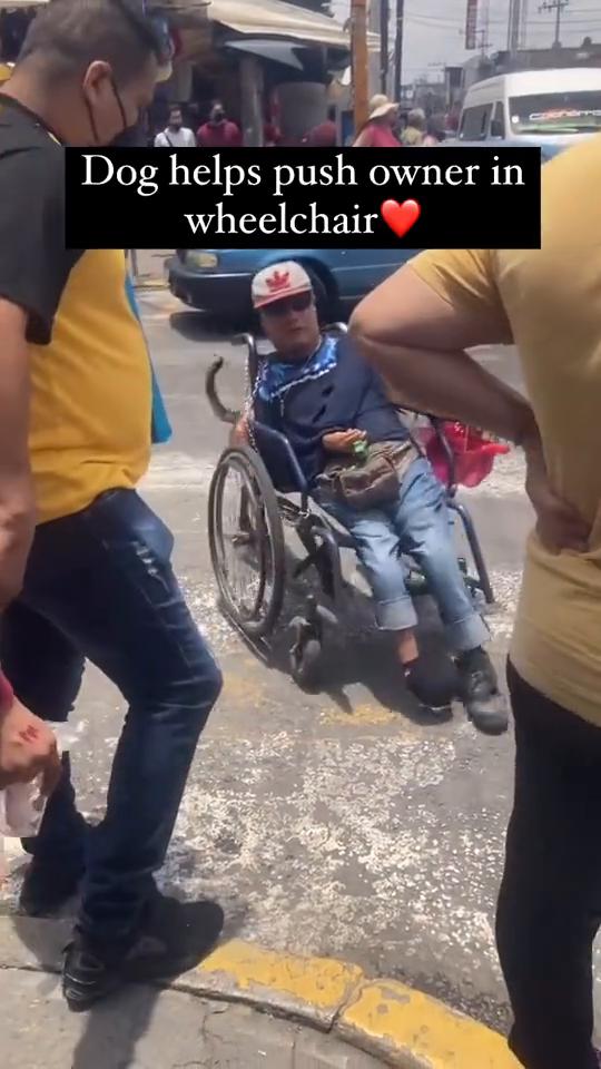 Dog helps push owner in wheelchair。