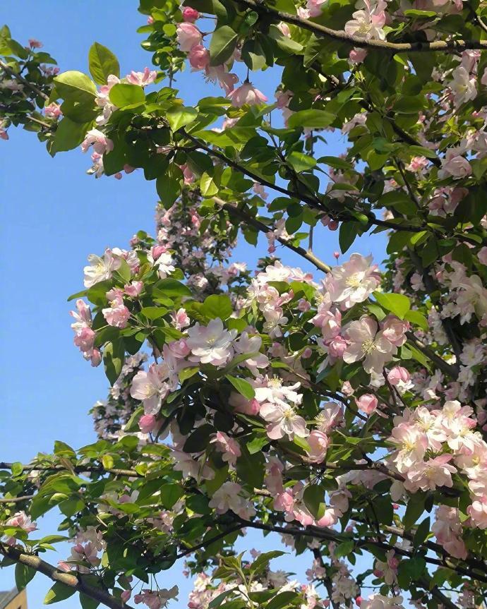 𝐼𝑛𝑑𝑒𝑝𝑒𝑛𝑑𝑒𝑛𝑡🌷独立而自由的灵魂 才是幸福之源 