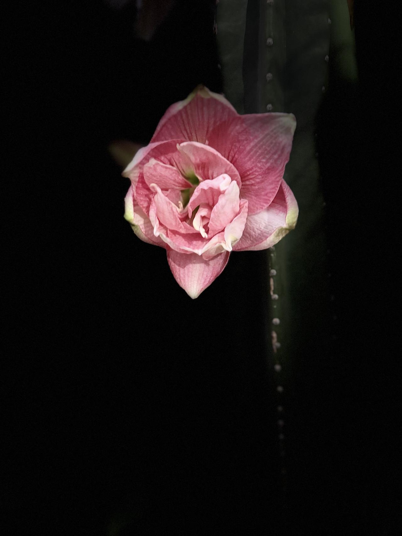 下班路上的小治愈✨
路过人家门前，
被几盆进口朱顶红狠狠惊艳到。
花瓣厚实又明艳