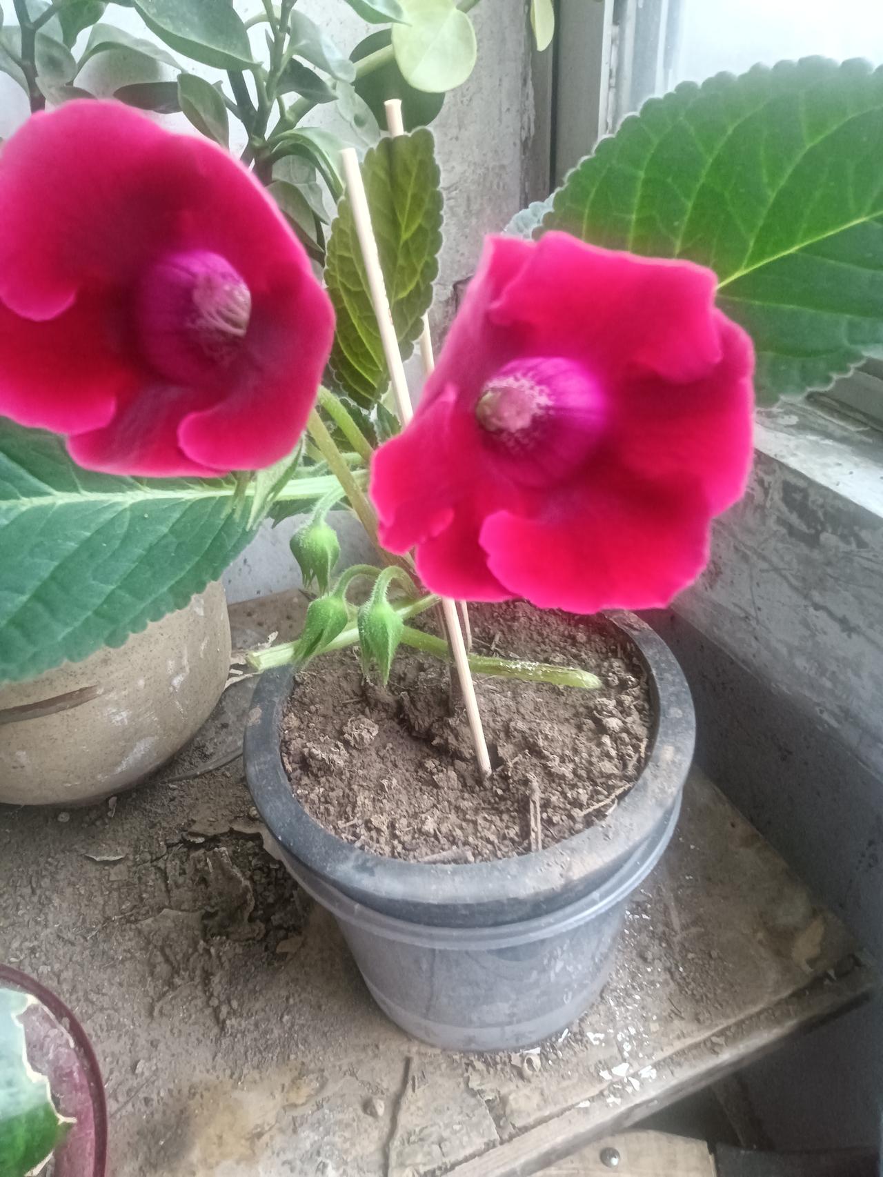 学名叫啥？
文/李兴伟
五六月份它开花，
火红花朵似喇叭。
叶子扁圆而很大，
秋