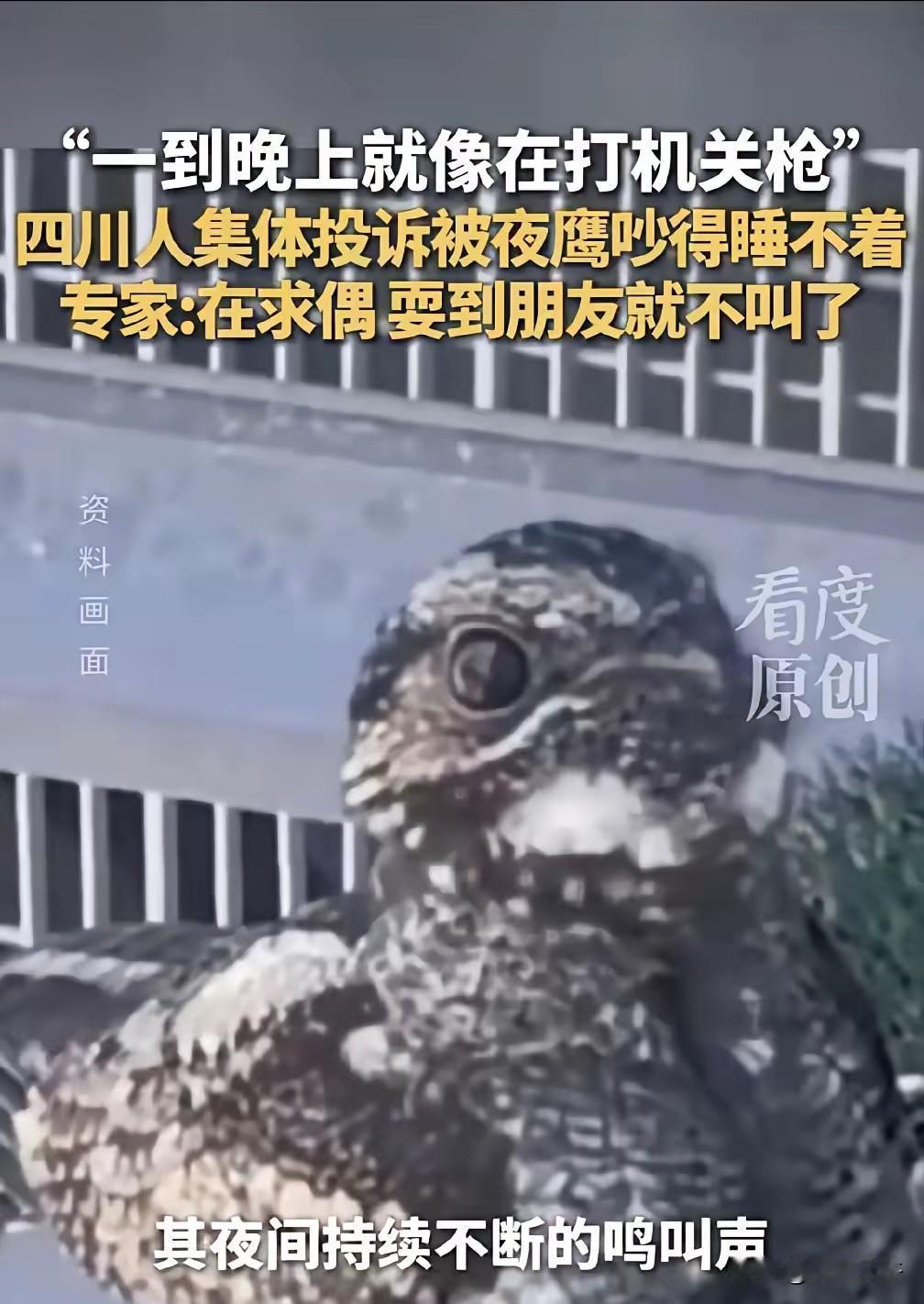深夜“机关枪声”响彻四川多城，居民集体崩溃：求求你，快找个对象吧！
​这届年轻人