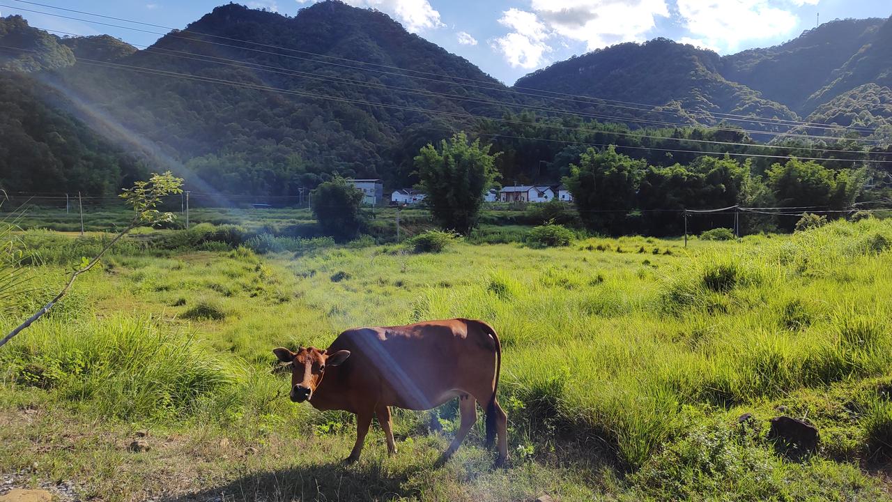 这个在广东河源万绿湖湖畔的一个小村庄，这里常住人口不多，自然生态环境很好，河里的