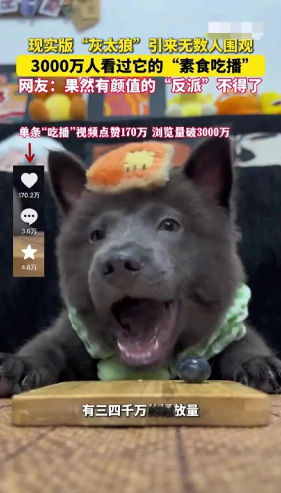 这年头连狗吃饭都能成顶流！宁波网友随手拍的小狗吃播，视频中的小狗因为神似灰太狼而