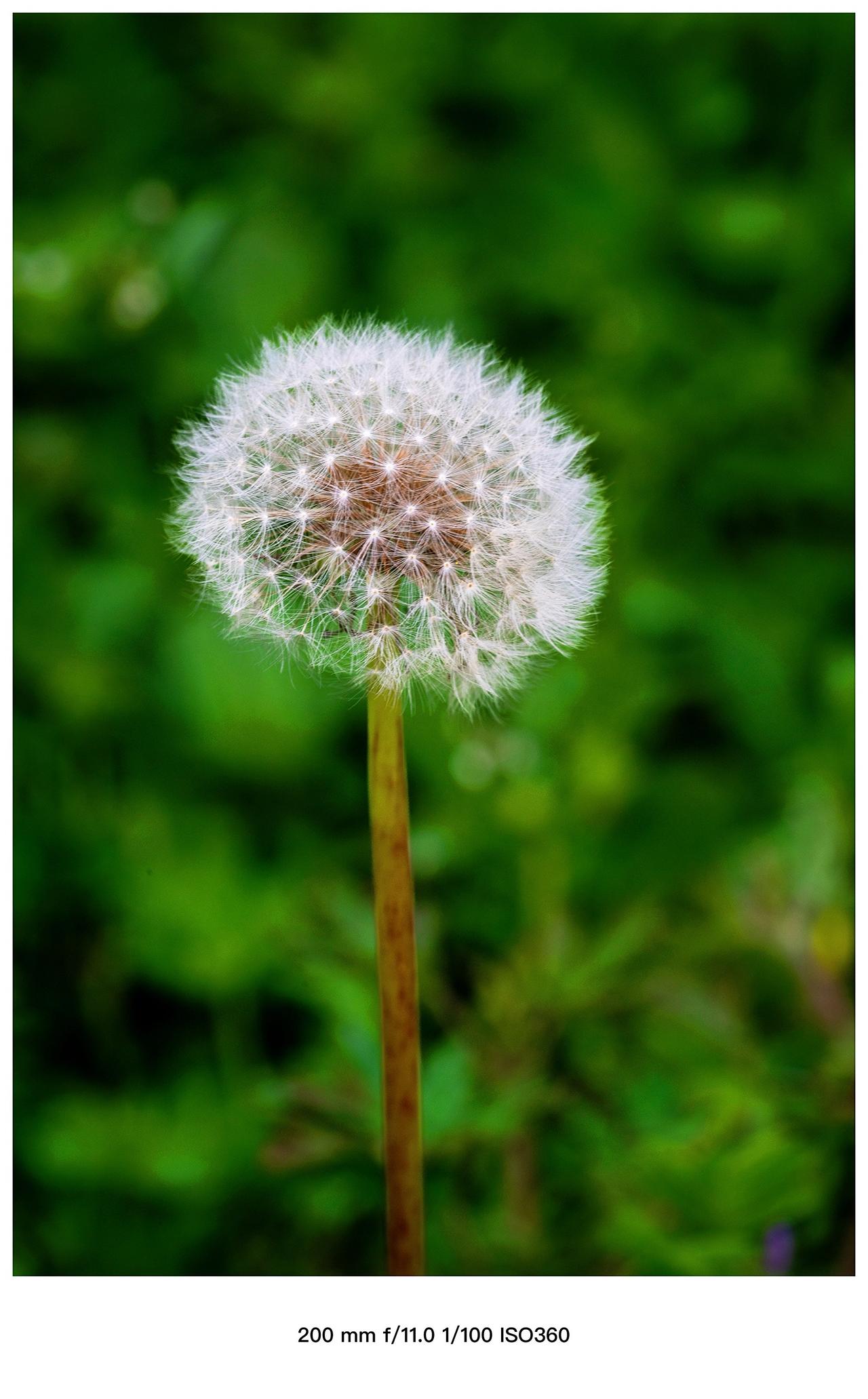 花花草草自有它们的温柔…拍花成画 微距 花的世界很美 摄影是写给时光的情书