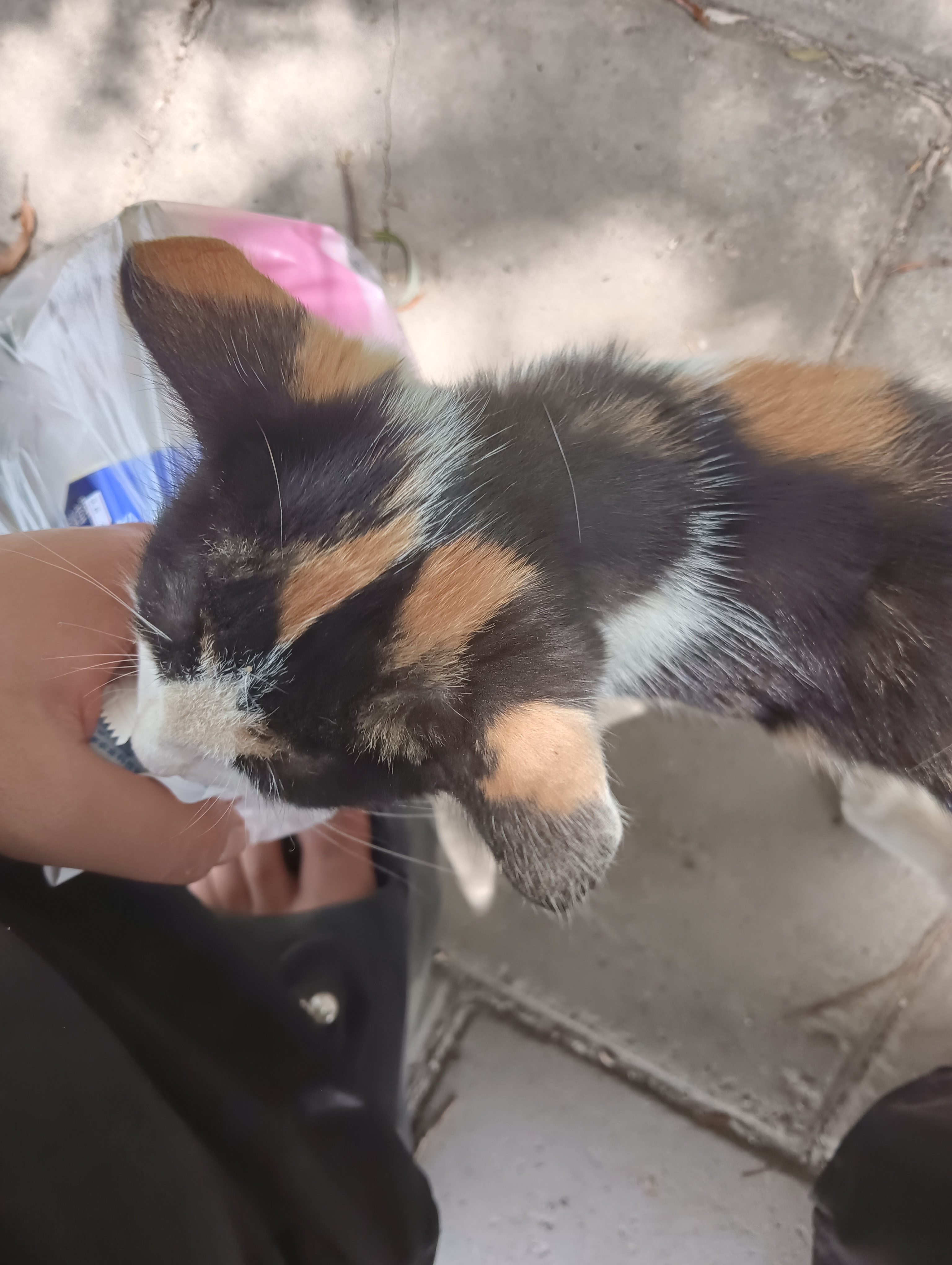 这小猫非要跟我回去，只能带回去了
