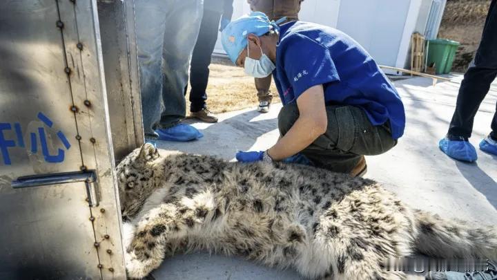 西宁仓库惊现“高海拔萌兽”！雪豹误闯市区，结局暖了！

清晨的湟水河市场，一只神