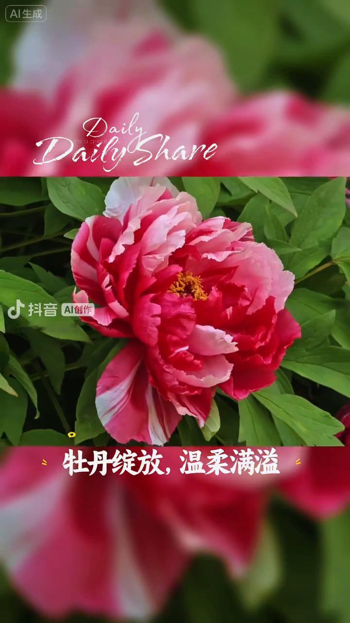 牡丹盛放，心亦灿烂。黄牡丹绽温柔时光。牡丹盛放，美好自来。牡丹绽放，温柔满溢。粉