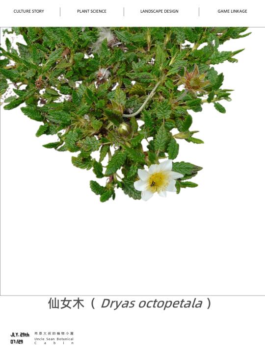 能够命名地球温度周期的植物——仙女木❄️