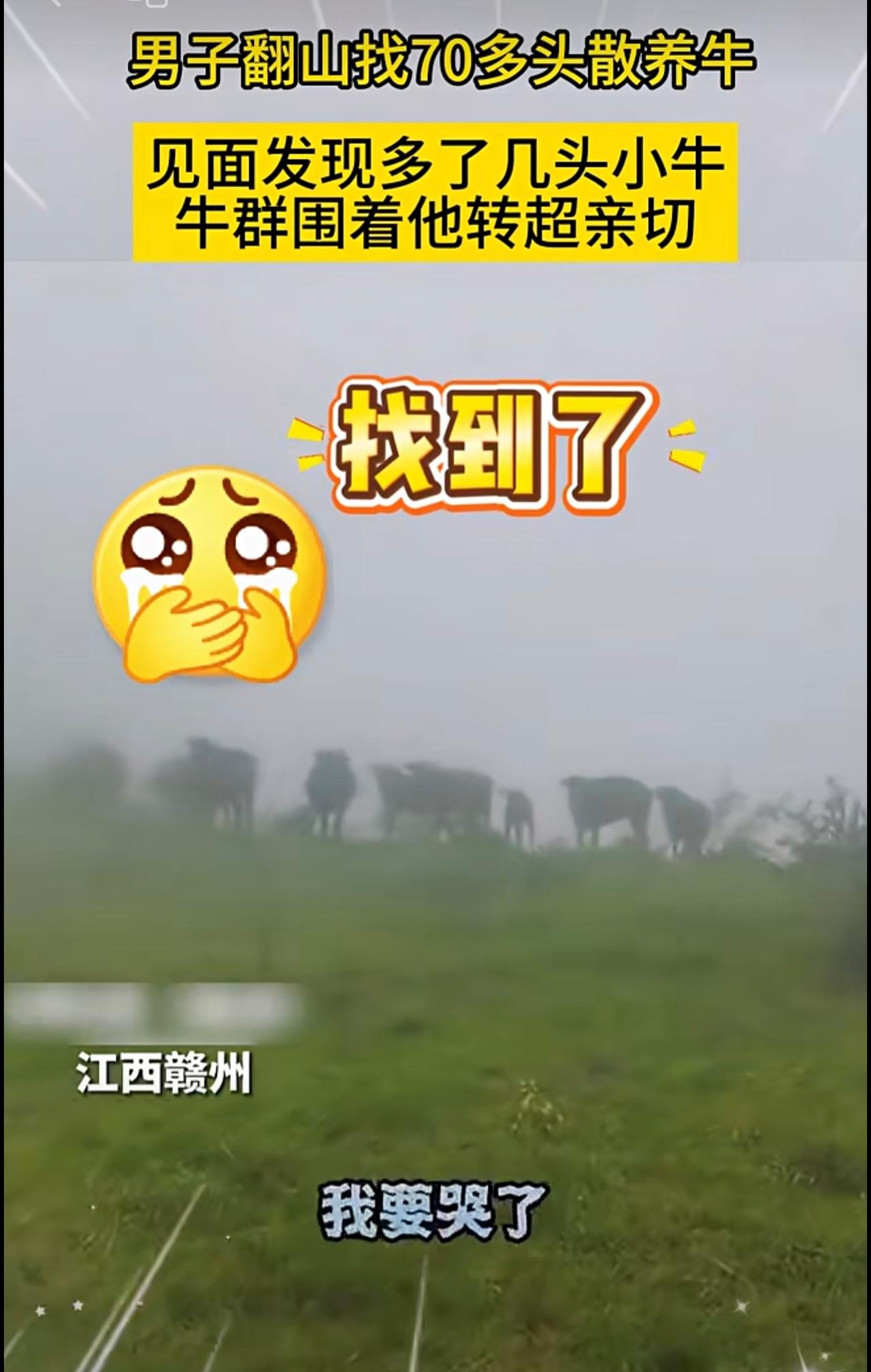 男子翻山找70多头散养牛，见面发现多了几头小牛，牛群围着他转超亲切。