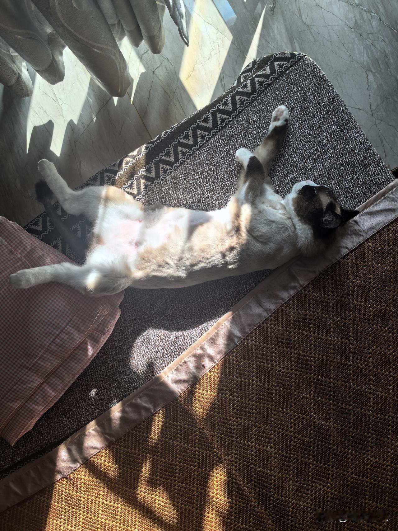 睡姿妖娆的小猫咪