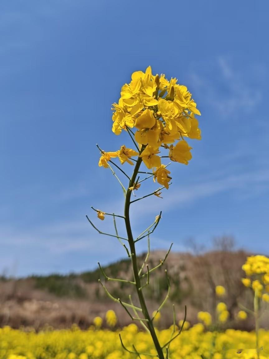 别总纠结钱
幸福真不看这个
身体硬朗能吃能睡
这是最大的福
心里踏实没病没痛
这