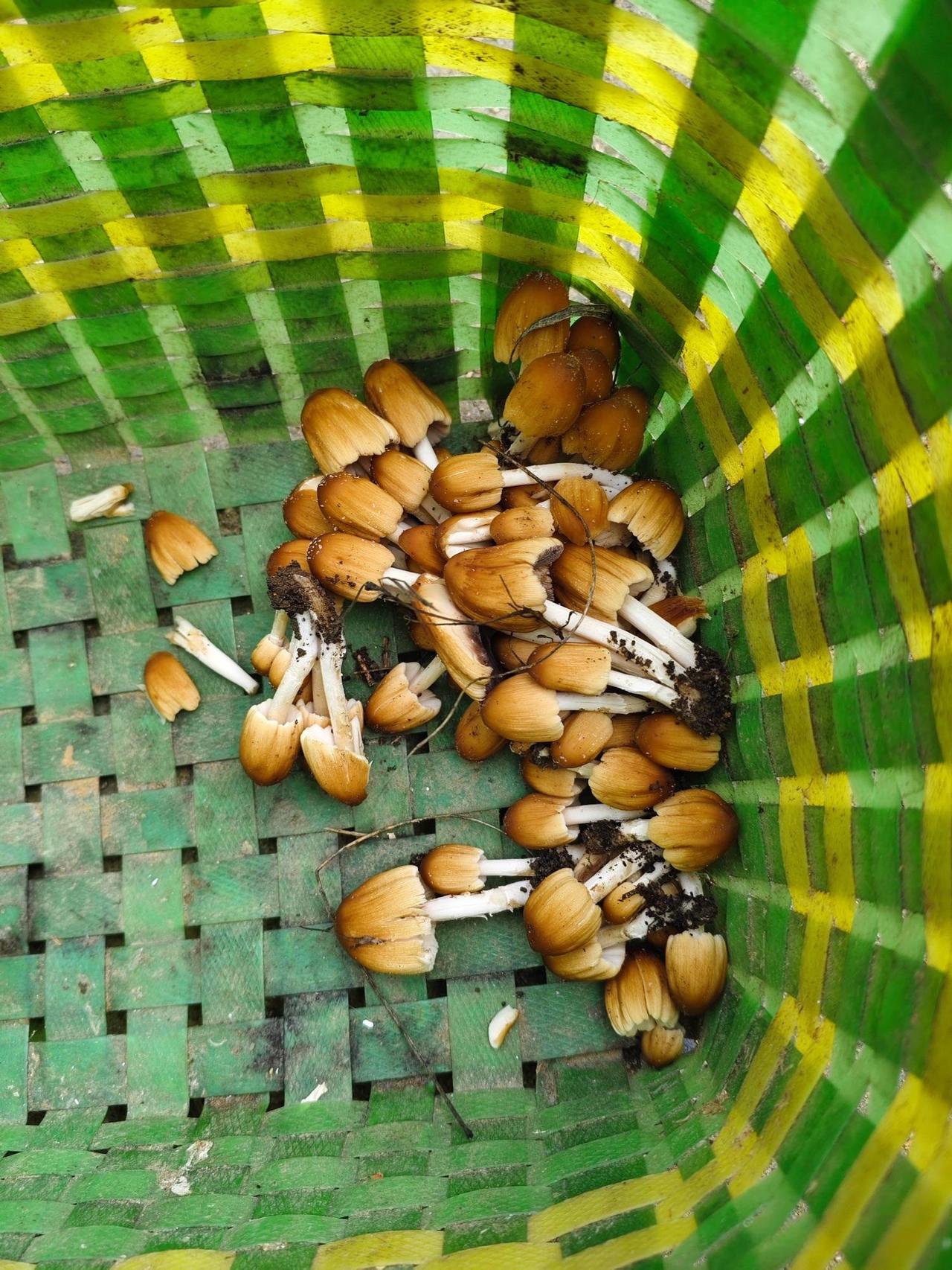 吃过的请举手