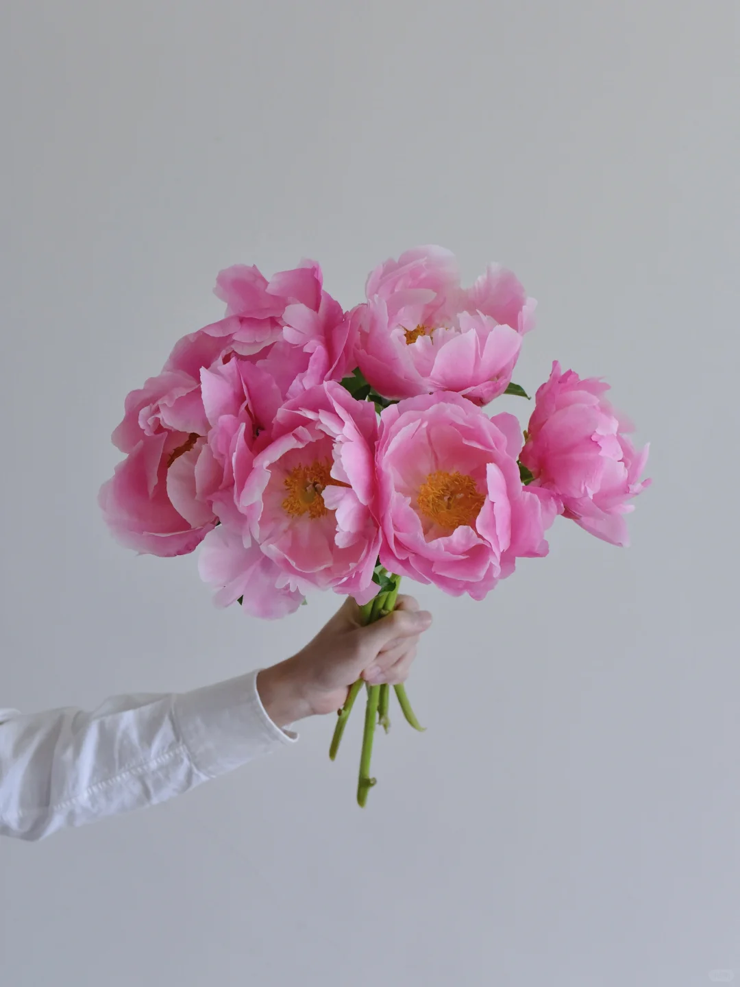 芍药·粉色选择