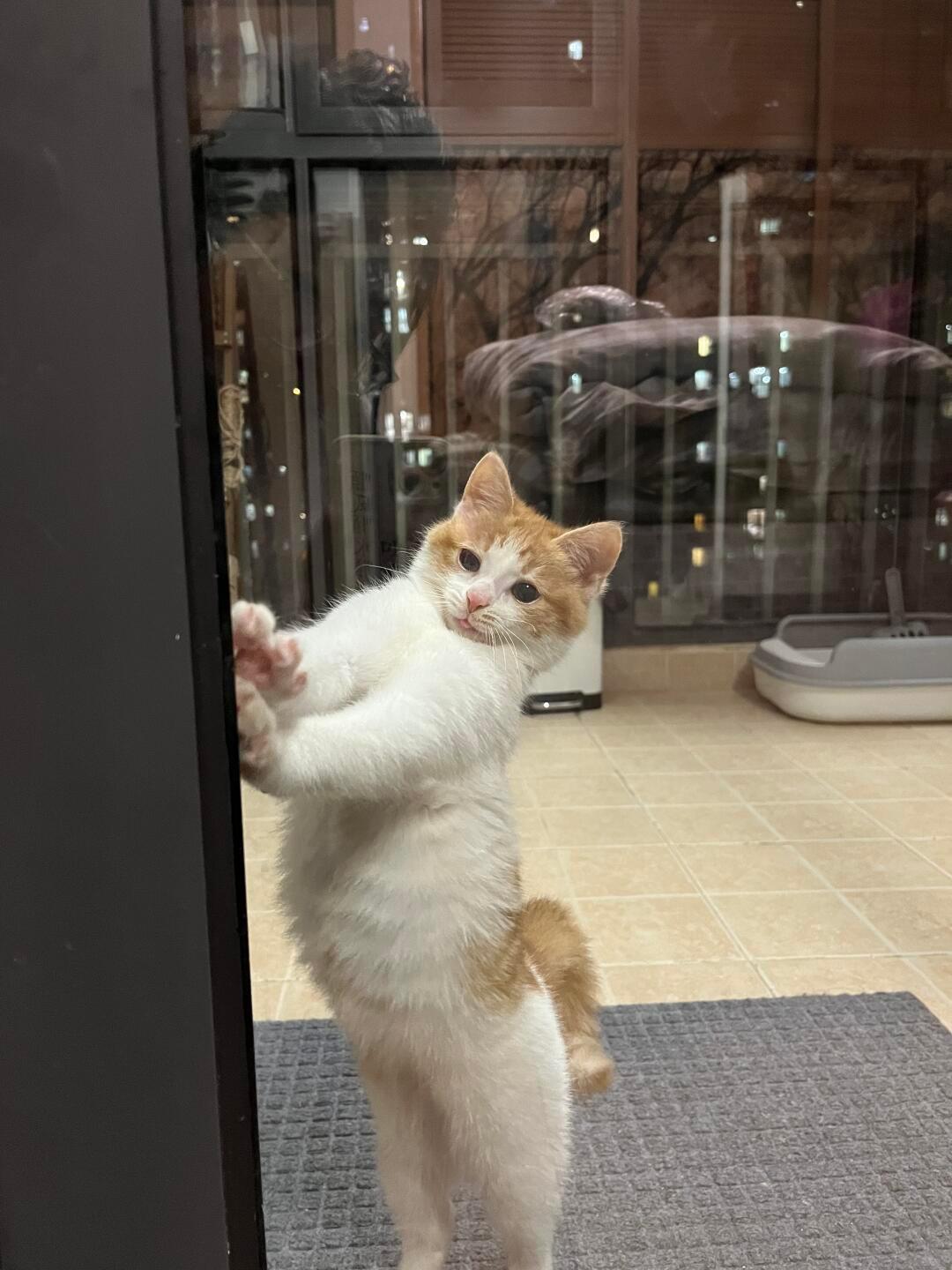 开门，我又来蹭饭了喵 