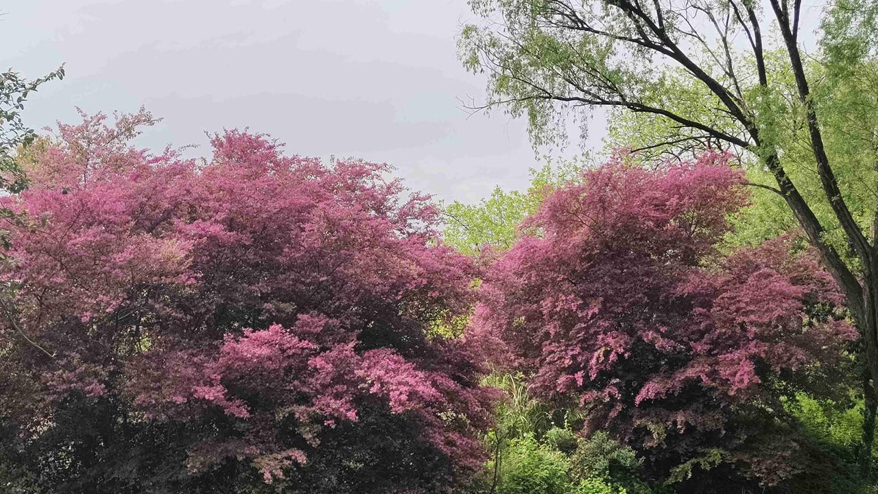 我的今日状态：😁轻松愉快
我这里的天气：☀️晴天
出游踏青