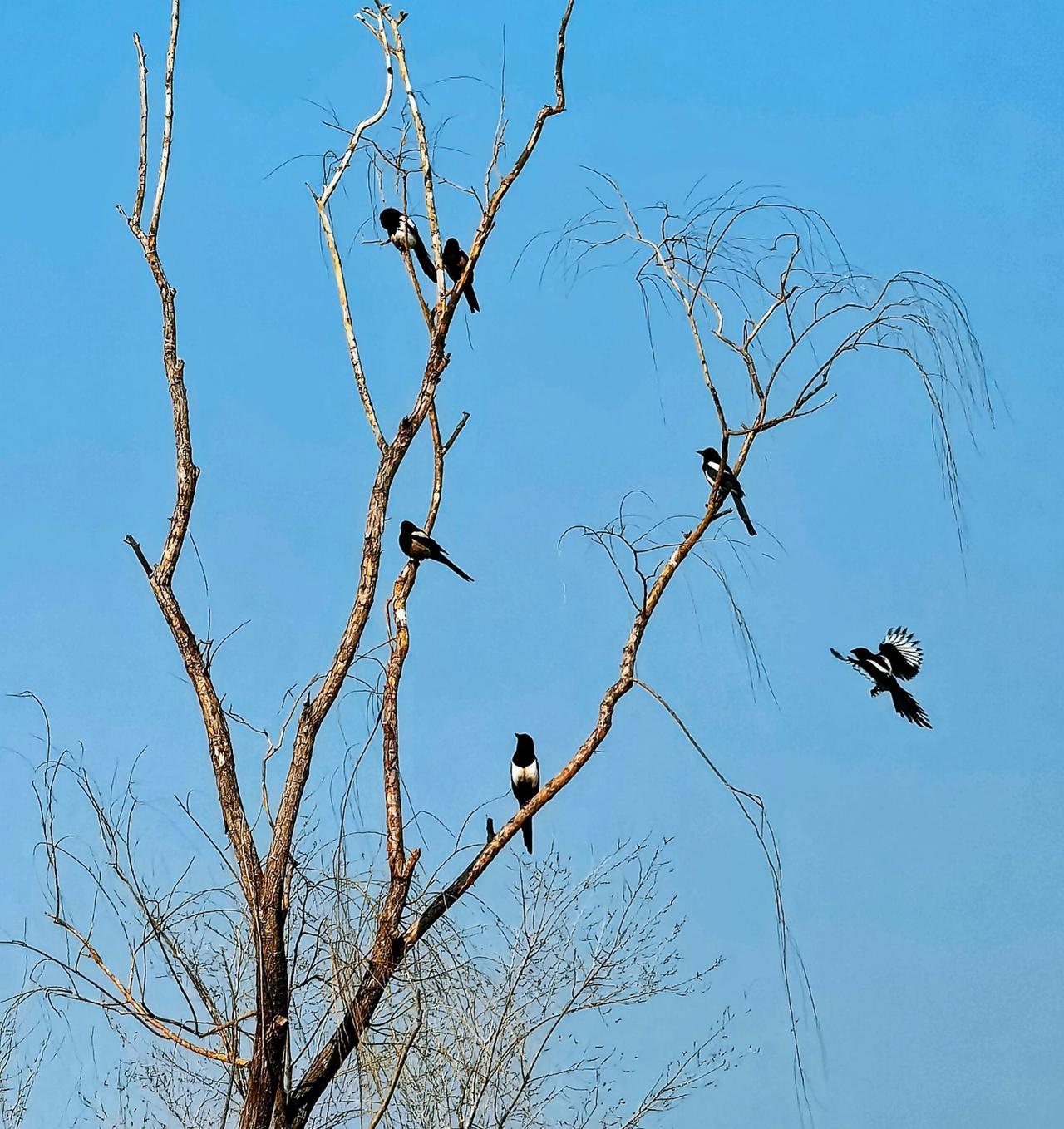 分享随手拍的精彩瞬间大年初二出门踫见的，算不算“抬头见喜”！？