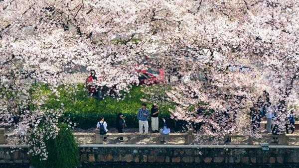 随着气温回暖，全国各地花卉次第进入盛花期，赏花经济正成为春日消费的重要增长极。数