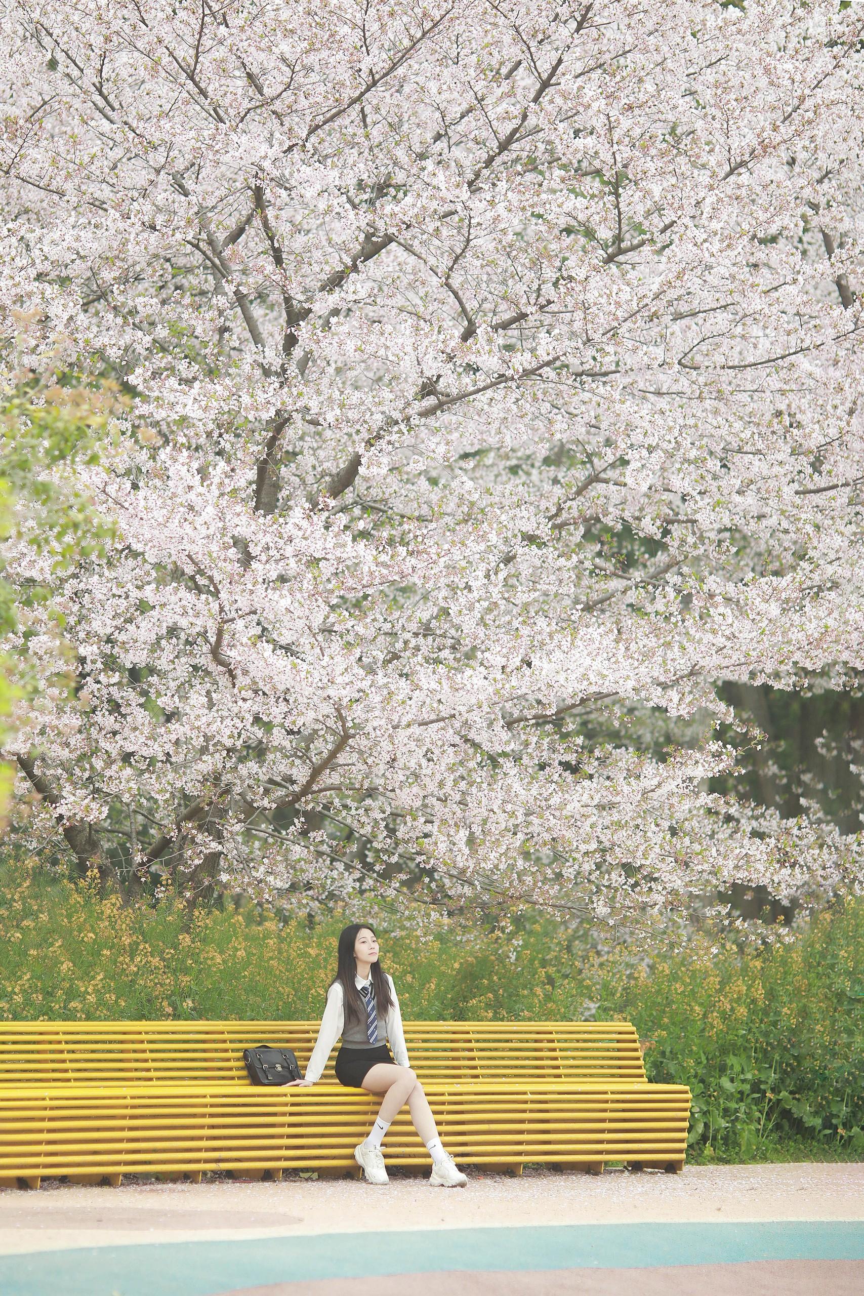 🌸韩剧女主独享樱花海📸东湖无人樱花园攻略。🌸“包场”秘诀——时间...