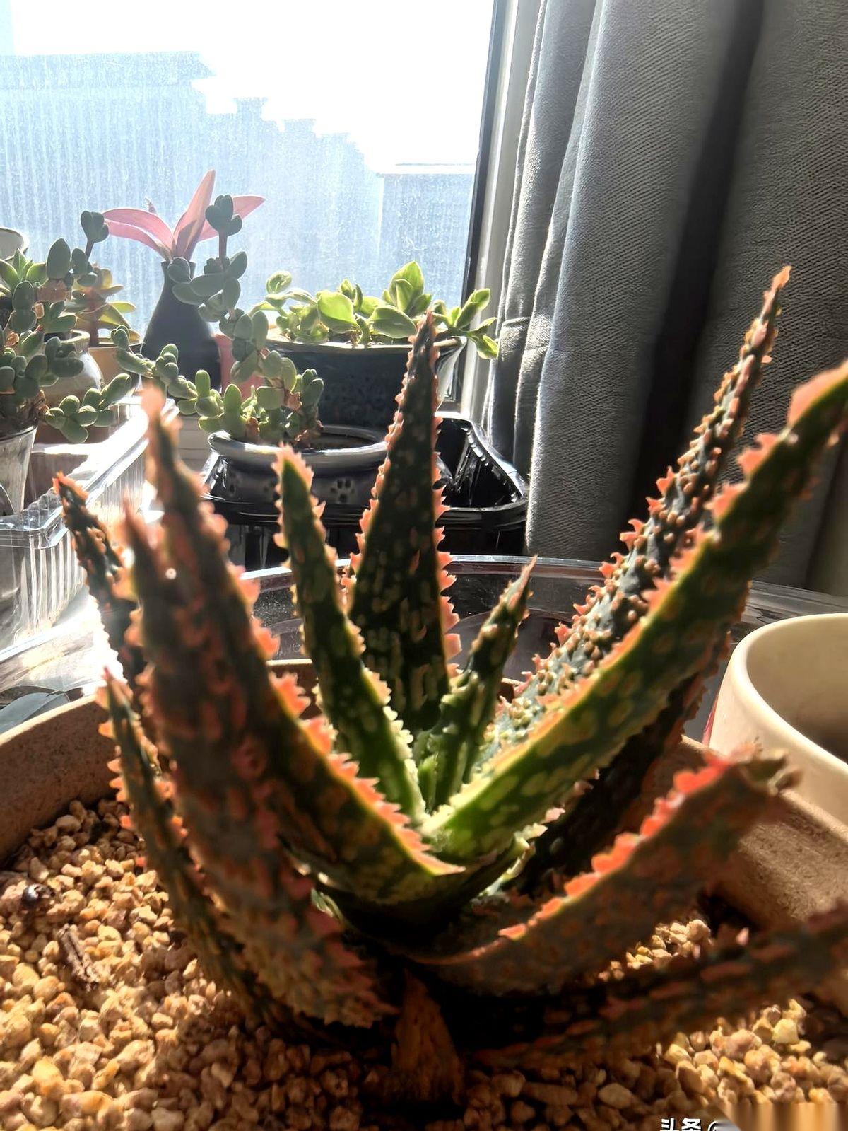 一觉醒来，突然发现，我认识的那个世界，好像全员退休了。
我爸，退了三十多年了。