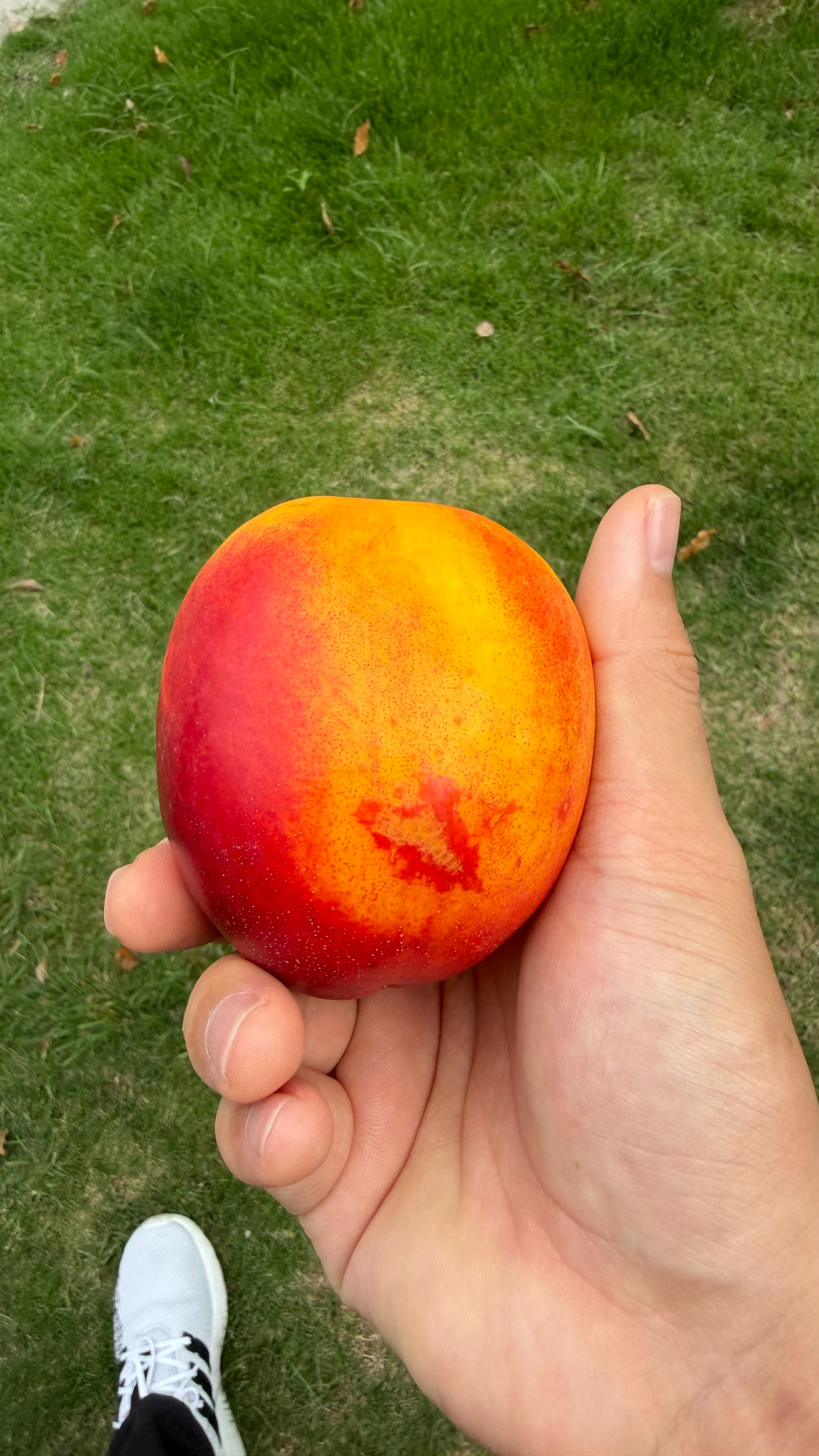 早上好，到了吃桃子🍑季节了
