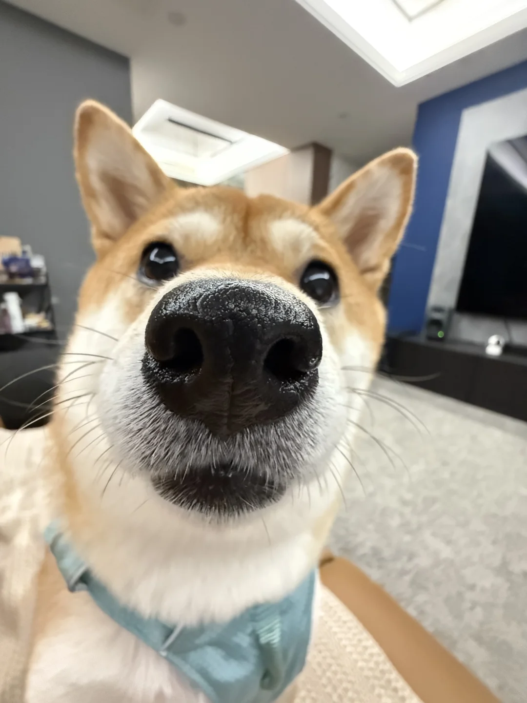 人，吃刚搓的黑芝麻丸吗？