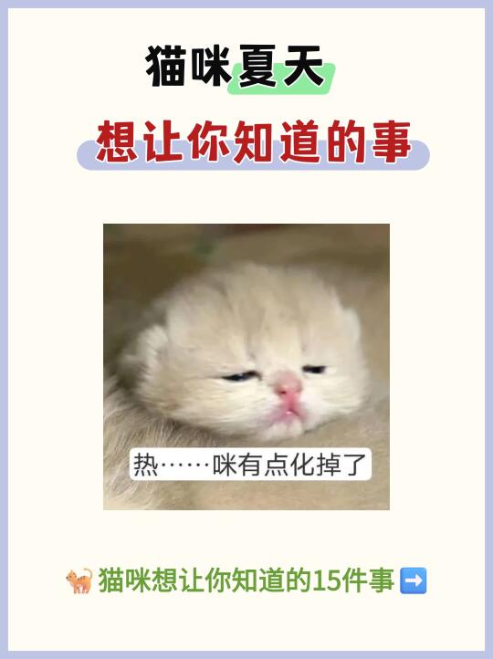 🔥夏天小猫咪想让你知道的15件事‼