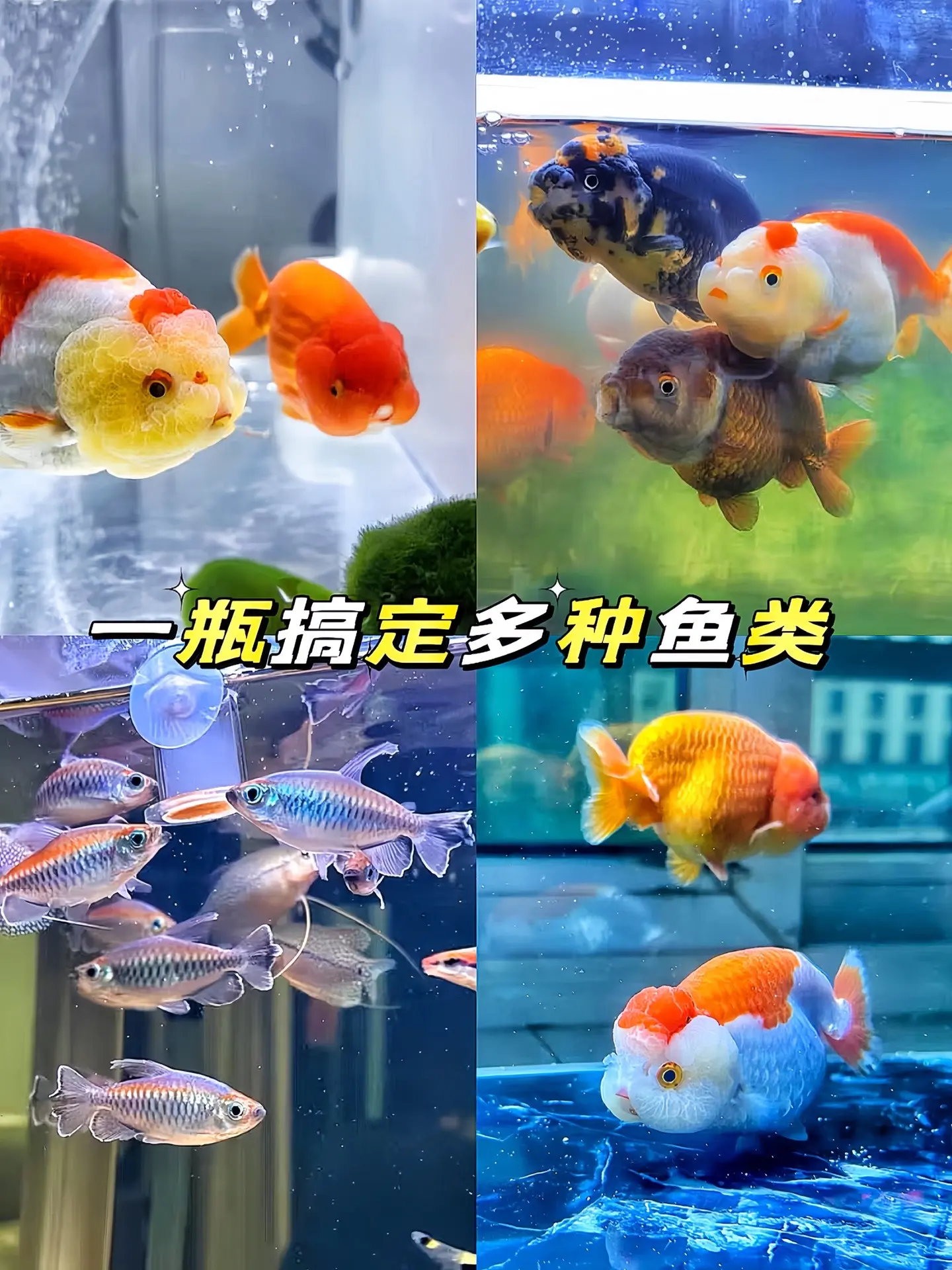 哥哥们，家里养鱼一定要备着这款专用黄粉，一瓶多用能搞定多种鱼类，有了它...