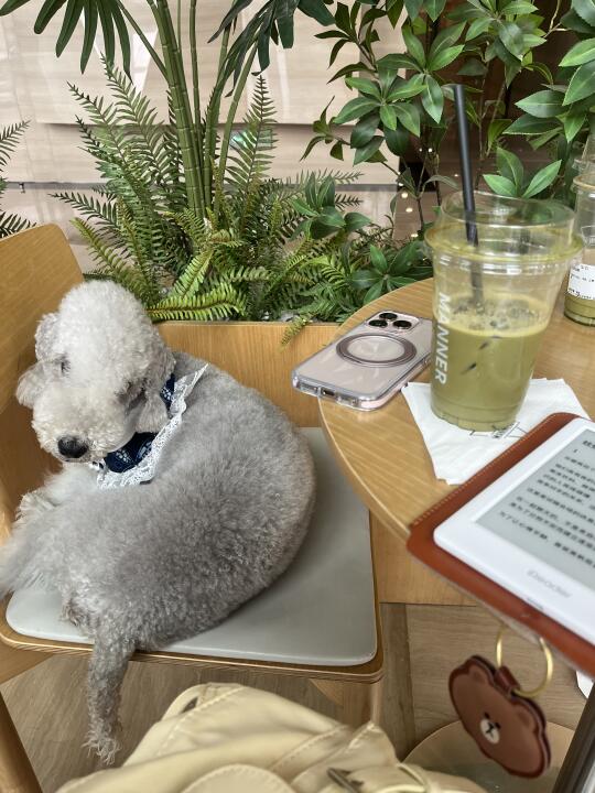 超绝小狗搭子，看看你的👀