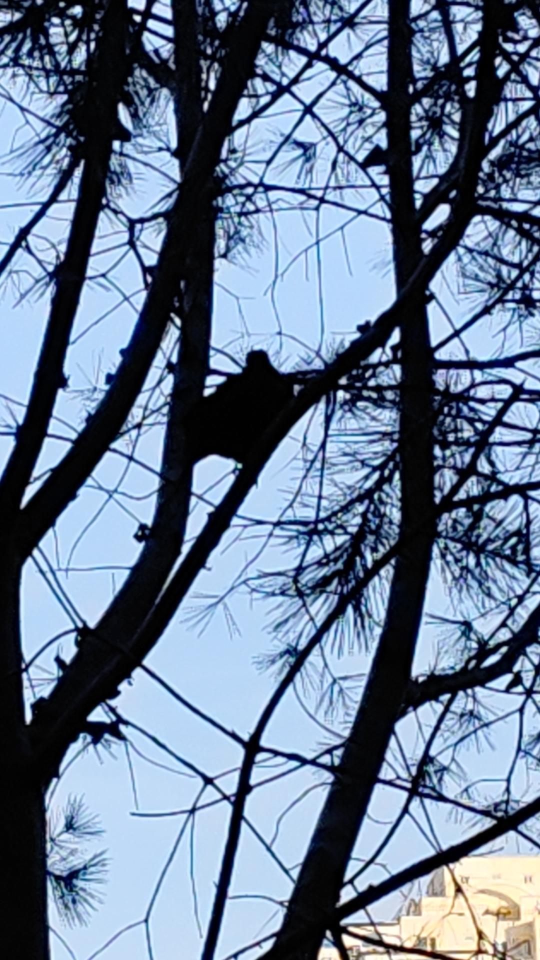晒图笔记大赛冬天未迁徙鸟儿，自个孤伶伶地期盼冬日的阳光。