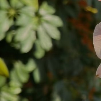 0000石斛兰的核心种植方法：1. 栽培方式：1️⃣附生（模拟原生环境）：绑在树