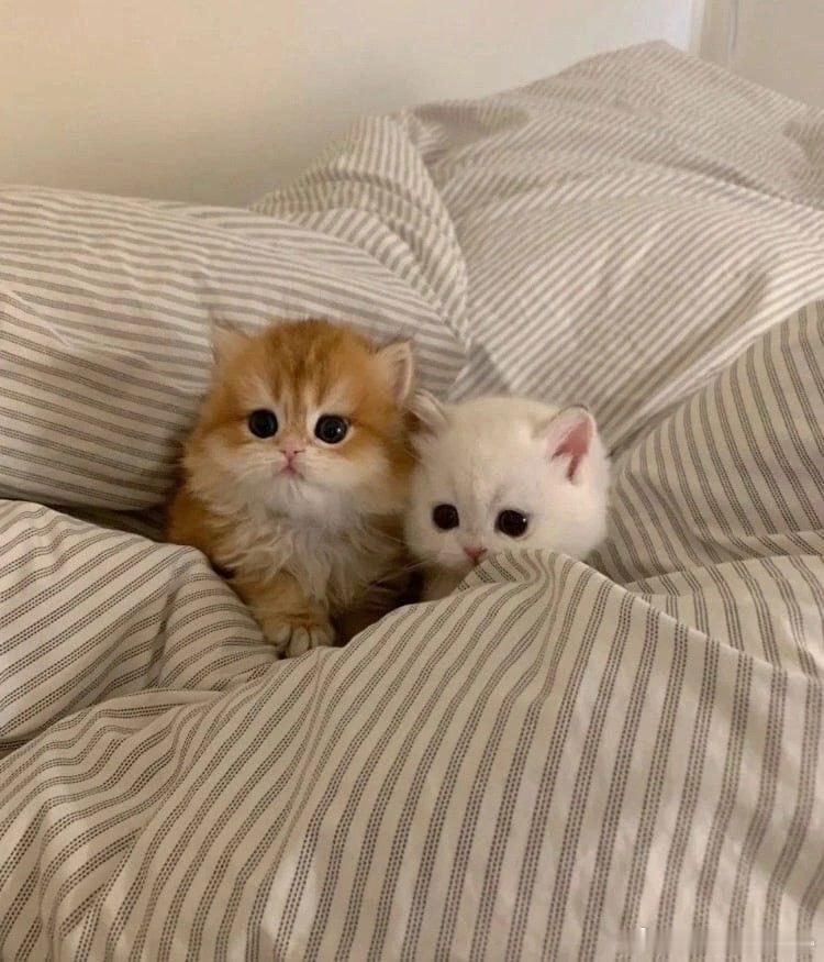猫宁 