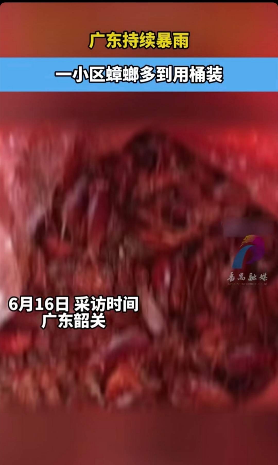 广东持续暴雨一小区蟑螂多到用桶装广东韶关浈江区安全村小区近期出现蟑螂集中出没，居