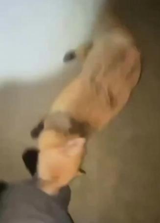 【一只患有狂犬病的狐狸在半夜袭击了一名女子，并追赶她直至死亡——这段视频看起来就
