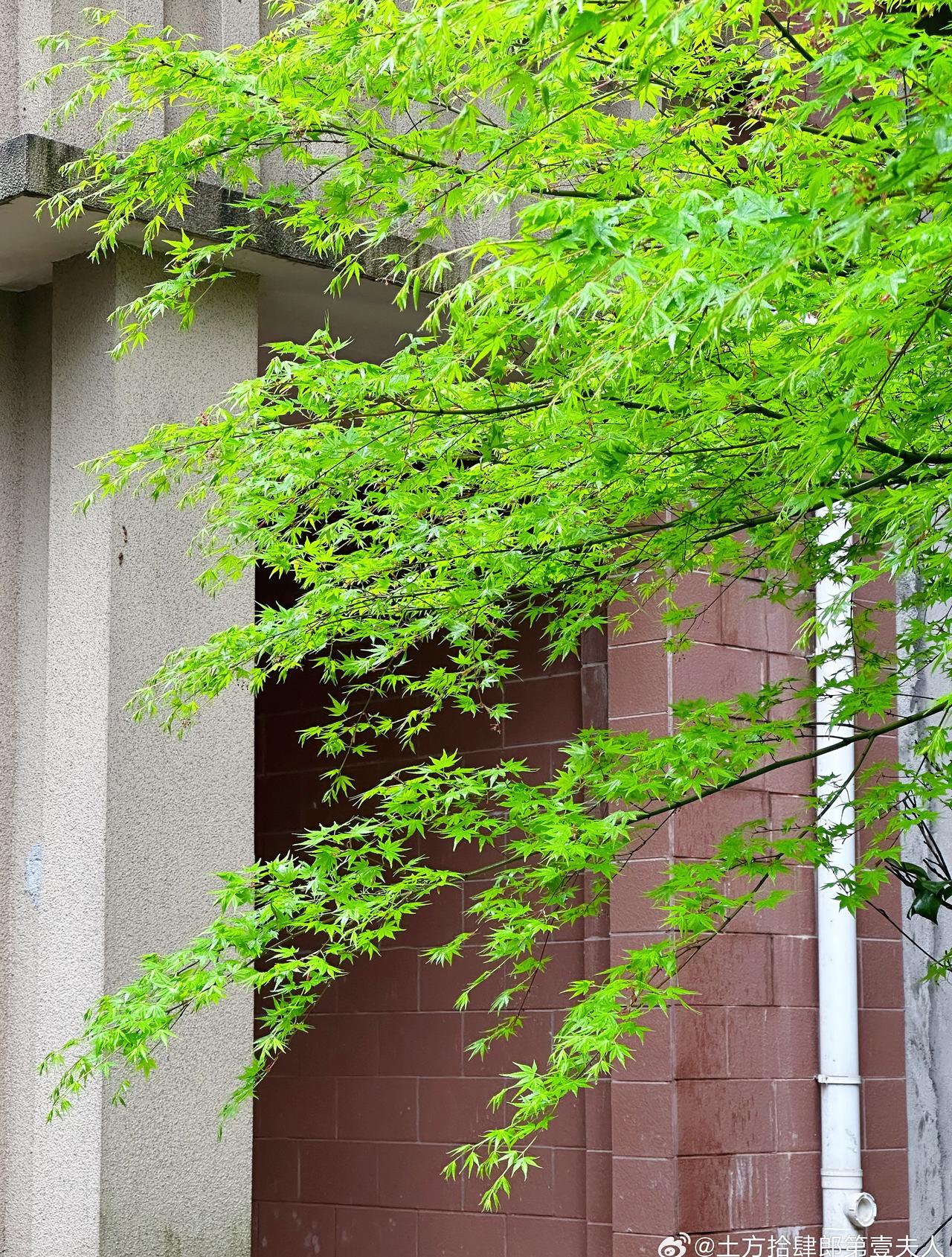 在漫长的雨季中挤出空来晴两天。 ​​​