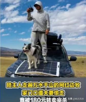 近日，河南某地发生了一起宠物丢失事件。一名男子为了寻找自己丢失的边境牧羊犬，不得