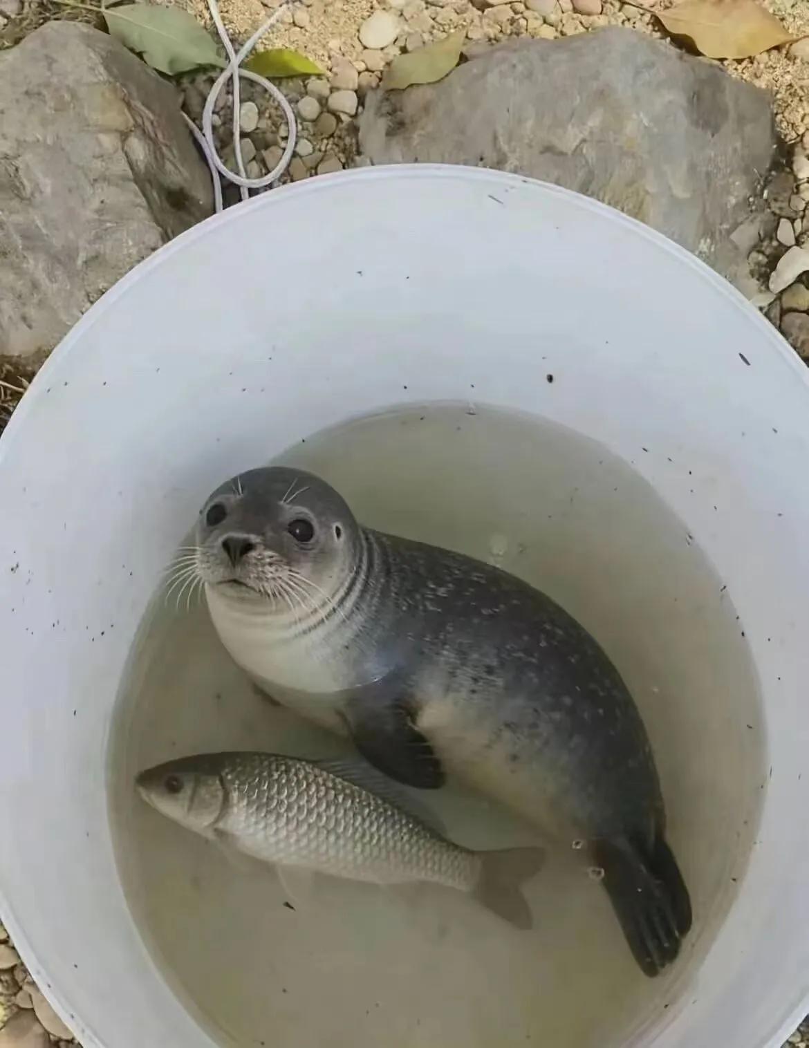网友钓到了一条奇怪的鱼，问了好多人都没人知道这是什么鱼，这怪玩意身子像鱼，头像老
