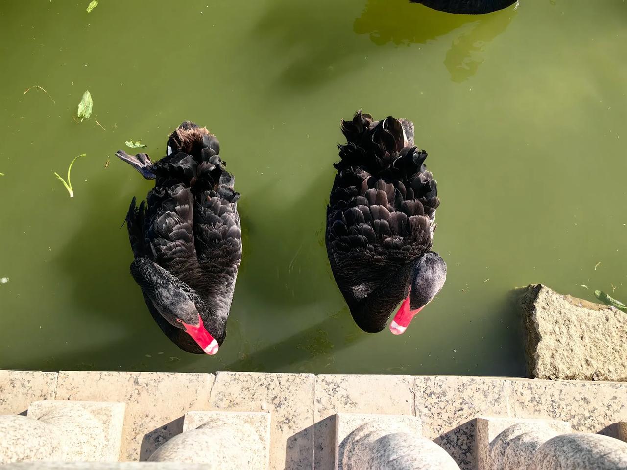 我老公挣钱不容易，我一分钱都不会给他浪费的，任何人想替他浪费都不行[偷笑]我就是
