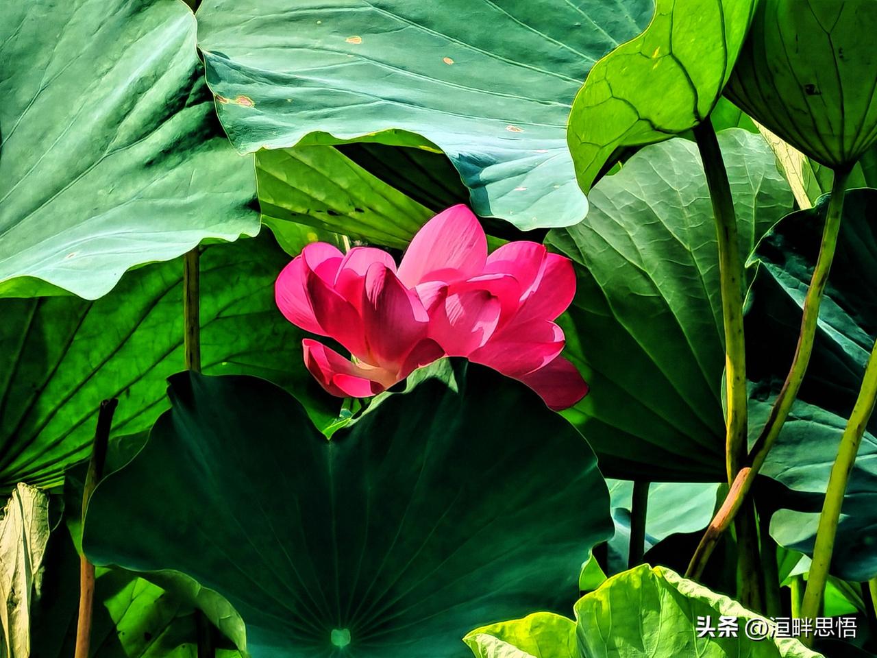 粉嫩荷花，绿叶相映，自然之美